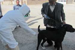 واکسیناسیون 800 قلاده سگ صاحبدار  علیه بیماری هاری از ابتدای سال جاری تاکنون در شهرستان زاوه